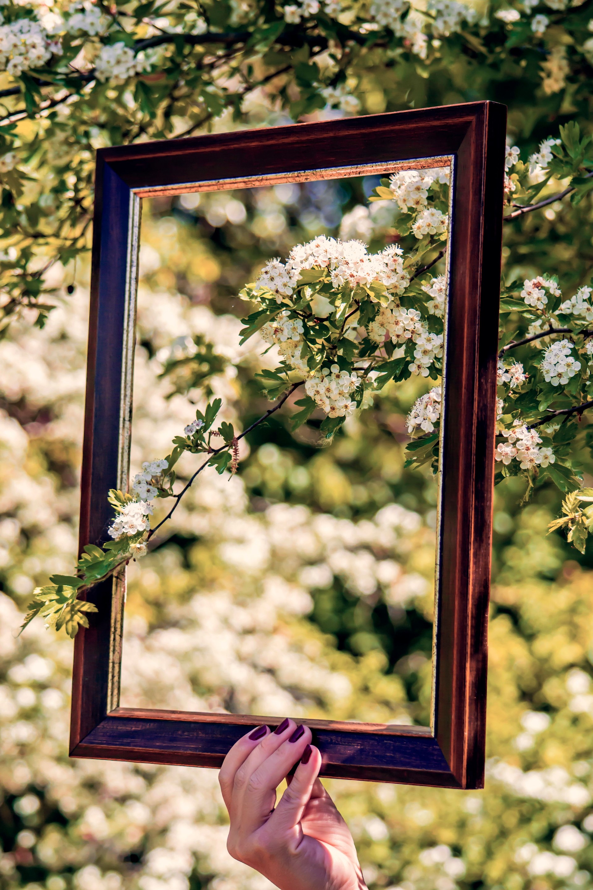 Cropped Hand Holding Frame By Branch