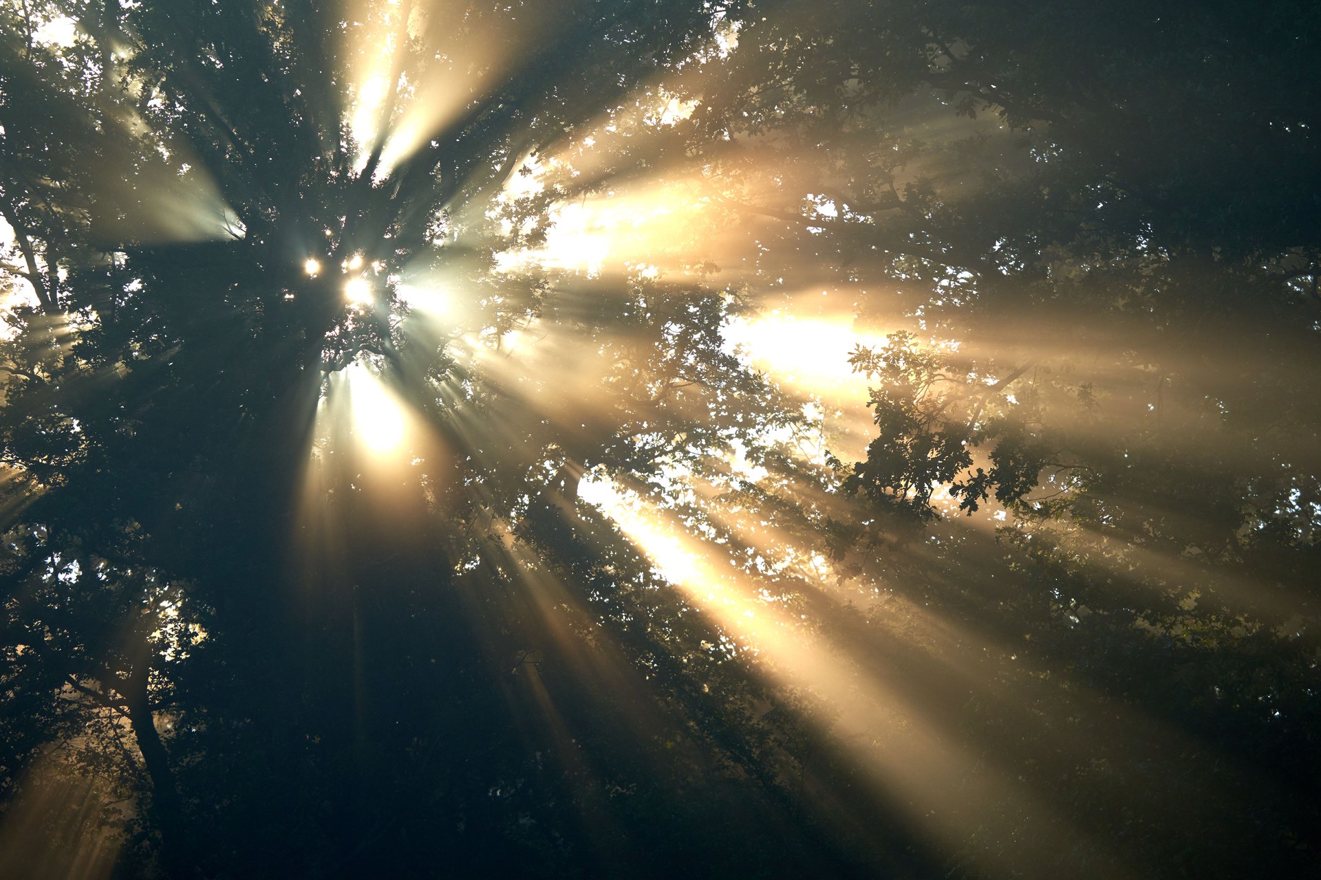 Yellow sun rays shine bright through trees in early foggy autumn morning. Up view.